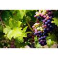 Manufacture Top Quality Crimson Seedless Shine Muscat Red Grapes